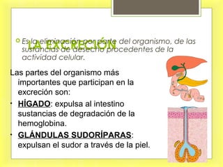 LA EXCRECIÓN
 Es la eliminación por parte del organismo, de las
sustancias de desecho procedentes de la
actividad celular.
Las partes del organismo más
importantes que participan en la
excreción son:
• HÍGADO: expulsa al intestino
sustancias de degradación de la
hemoglobina.
• GLÁNDULAS SUDORÍPARAS:
expulsan el sudor a través de la piel.
 