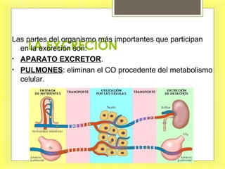 LA EXCRECIÓN
Las partes del organismo más importantes que participan
en la excreción son:
• APARATO EXCRETOR.
• PULMONES: eliminan el CO procedente del metabolismo
celular.
 
