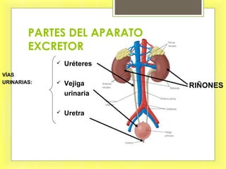 PARTES DEL APARATO
EXCRETOR
VÍAS
URINARIAS:
RIÑONES
 Uréteres
 Vejiga
urinaria
 Uretra
 