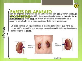 PARTES DEL APARATO
EXCRETOR
RIÑONES
Son los órganos excretores de los vertebrados, son dos y tienen forma de
judía, en el hombre, cada riñón tiene, aproximadamente, el tamaño de su
puño cerrado y unos 150g de masa. Se sitúan a ambos lados de la
columna vertebral y en la parte posterior de la zona abdominal.
En ellos se filtra un líquido similar al plasma sanguíneo, que varía su
composición a medida que se va procesando en el interior de los riñones,
dando lugar a la orina.
 