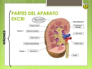 PARTES DEL APARATO
EXCRETOR
RIÑONES
Radios =
Papila =
 