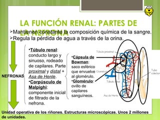 LA FUNCIÓN RENAL: PARTES DE
LA NEFRONAMantienen constante la composición química de la sangre.
Regula la pérdida de agua a través de la orina.
NEFRONAS
Unidad operativa de los riñones. Estructuras microscópicas. Unos 2 millones
de unidades.
Túbulo renal:
conducto largo y
sinuoso, rodeado
de capilares. Parte
proximal y distal +
Asa de Henle.
Corpúsculo de
Malpighi:
componente inicial
de filtrado de la
nefrona.
Cápsula de
Bowman:
saco esférico
que envuelve
al glomérulo.
Glomérulo:
ovillo de
capilares
sanguíneos.
 