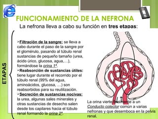 FUNCIONAMIENTO DE LA NEFRONA
La nefrona lleva a cabo su función en tres etapas:
ETAPAS
Filtración de la sangre: se lleva a
cabo durante el paso de la sangre por
el glomérulo, pasando al túbulo renal
sustancias de pequeño tamaño (urea,
ácido úrico, glucosa, agua,…),
formándose la orina 1ª.
Reabsorción de sustancias útiles:
tiene lugar durante el recorrido por el
túbulo renal (99% del agua,
aminoácidos, glucosa, …) son
reabsorbidos para su reutilización.
Secreción de sustancias nocivas:
la urea, algunas sales minerales y
otras sustancias de desecho salen
desde los capilares hacia el túbulo
renal formando la orina 2ª.
La orina vierte finalmente a un
Conducto colector común a varias
nefronas y que desemboca en la pelvis
renal.
 