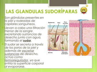 LAS GLANDULAS SUDORÍPARAS
 Son glándulas presentes en
la piel y rodeadas de
capilares sanguíneos.
 Llevan a cabo una filtración
menor de la sangre
excretando sustancias de
desecho junto con agua,
formando el sudor.
 El sudor se secreta a través
de los poros de la piel y
además de excretar
sustancias de desecho,
actúa como
termorregulador, ya que
enfría la superficie corporal
al evaporarse.
 