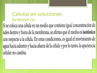 Células en soluciones
isotonicas
 