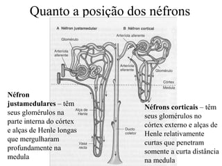 Quanto a posição dos néfrons

Néfron
justamedulares – têm
seus glomérulos na
parte interna do córtex
e alças de Henle longas
que mergulharam
profundamente na
medula

Néfrons corticais – têm
seus glomérulos no
córtex externo e alças de
Henle relativamente
curtas que penetram
somente a curta distância
na medula

 