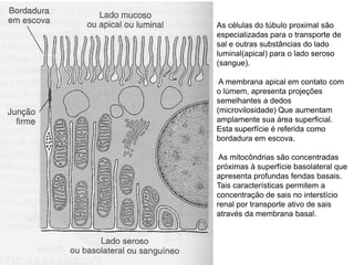 As células do túbulo proximal são
especializadas para o transporte de
sal e outras substâncias do lado
luminal(apical) para o lado seroso
(sangue).
A membrana apical em contato com
o lúmem, apresenta projeções
semelhantes a dedos
(microvilosidade) Que aumentam
amplamente sua área superficial.
Esta superfície é referida como
bordadura em escova.
As mitocôndrias são concentradas
próximas à superfície basolateral que
apresenta profundas fendas basais.
Tais características permitem a
concentração de sais no interstício
renal por transporte ativo de sais
através da membrana basal.

 