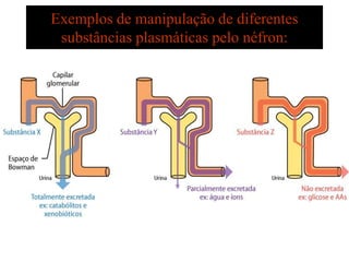 Exemplos de manipulação de diferentes
substâncias plasmáticas pelo néfron:

 