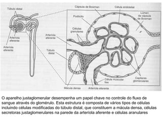 O aparelho justaglomerular desempenha um papel chave no controle do fluxo de
sangue através do glomérulo. Esta estrutura é composta de vários tipos de células
incluindo células modificadas do túbulo distal, que constituem a mácula densa, células
secretoras justaglomerulares na parede da arteríola aferente e células aranulares

 