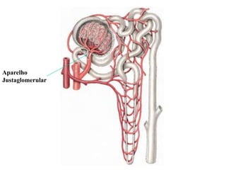 Aparelho
Justaglomerular

 