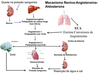 Queda na pressão sanguinea

Renina

Mecanismo Renina-AngiotensinaAldosterona

Angiotensinogênio
Polipepitídio de cadeia longa
Com 453 Aa

Angiotensina 1
Polipepitídio com 10 Aa

Hipotálamo

Angiotensina 2
Polipepitídio com 8 Aa

Sede

ECA
Enzima Conversora de
Angiotensina
Córtex da Adrenal

Secreção de Aldosterona

Vasoconstrição
Elevação da
Pressão sanguinea

Retenção de água e sal

 