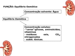 FUNÇÃO: Equilíbrio Osmótico
Concentração solvente: Água
Equilíbrio Osmótico

Concentração solutos:
-“caros”:glicose, aminoácidos,
vitaminas
- resíduos:
sais,
CO2,
nitrogenados
- subst. tóxicas.

 