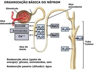 ORGANIZAÇÃO BÁSICA DO NÉFROM
Glomérulo

Alça
descendente

Alça
ascendente

GLICOSE

Aminoácidos

Ca++
Tubo
Coletor
Alça de
Henle

Reabsorção ativa (gasto de
energia): glicose, aminoácidos, sais
Reabsorção passiva (difusão): água

 
