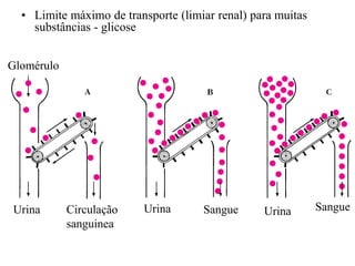 • Limite máximo de transporte (limiar renal) para muitas
substâncias - glicose
Glomérulo

Urina

Circulação
sanguinea

Urina

Sangue

Urina

Sangue

 