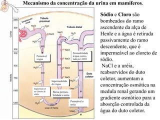 Mecanismo da concentração da urina em mamíferos.
Túbulo
proximal
Túbulo distal

Permeabilidade
á água controlada por ADH

Permeável
a água

Duto
coletor
Impermeabilida
de á água
Impermeável
ao cloreto de
sódio

Baixa permeabilidade a uréia
Permeável a
uréia

Sódio e Cloro são
bombeados do ramo
ascendente da alça de
Henle e a água é retirada
passivamente do ramo
descendente, que é
impermeável ao cloreto de
sódio.
NaCl e a uréia,
reabsorvidos do duto
coletor, aumentam a
concentração osmótica na
medula renal gerando um
gradiente osmótico para a
abosrção controlada da
água do duto coletor.

 