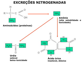 EXCREÇÕES NITROGENADAS

Amônia

(alta solubilidade e
toxicidade)

Aminoácidos (proteínas)

Uréia

solúvel
baixa toxicidade

Ácido úrico

insolúvel, átóxico

 