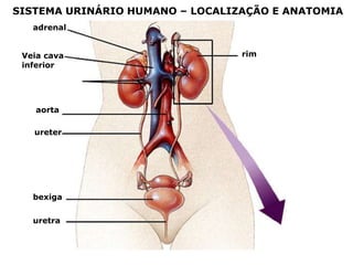 SISTEMA URINÁRIO HUMANO – LOCALIZAÇÃO E ANATOMIA
adrenal
Veia cava
inferior

aorta
ureter

bexiga

uretra

rim

 