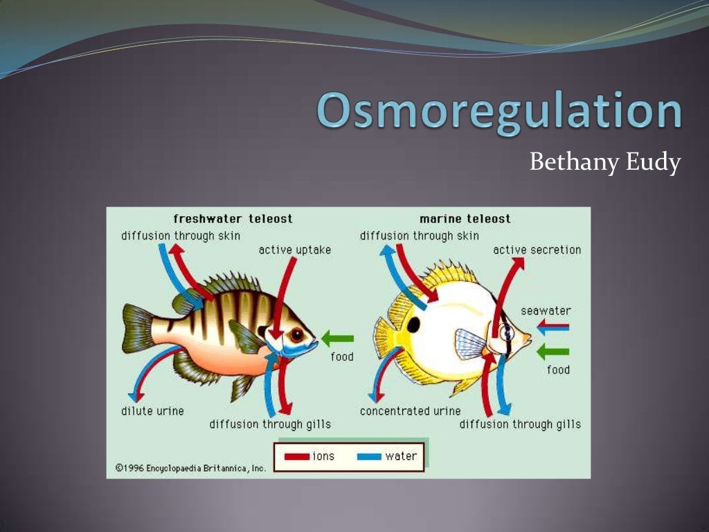 Osmoregulation