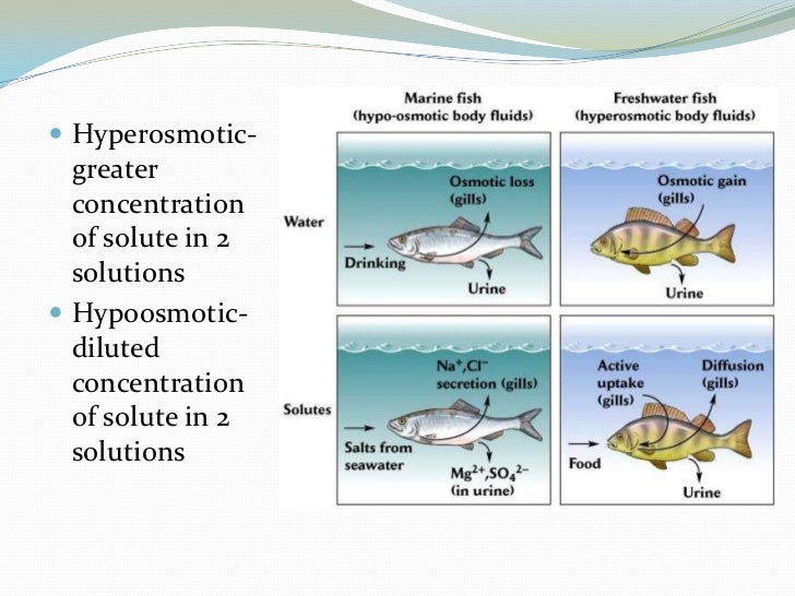 Osmoregulation