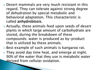  Desert mammals are very much resistant in this
regard. They can tolerate against strong degree
of dehydration by special metabolic and
behavioral adaptation. This characteristic is
called anhydrobiosis.
 Actually, these animals feed upon seeds of desert
plants in which large amount of carbohydrate are
stored, during the breakdown of these
compounds; water is produced as by-product
that is utilized by these animals.
 Best example of such animals is kangaroo rat.
 They avoid day time heat, and emerge at night.
90% of the water that they use is metabolic water
derived from cellular oxidation.
 