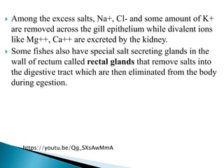  Among the excess salts, Na+, Cl- and some amount of K+
are removed across the gill epithelium while divalent ions
like Mg++, Ca++ are excreted by the kidney.
 Some fishes also have special salt secreting glands in the
wall of rectum called rectal glands that remove salts into
the digestive tract which are then eliminated from the body
during egestion.
https://youtu.be/Qg_SXsAwMmA
 