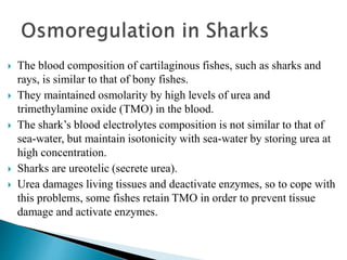 Osmoregulation in Animals