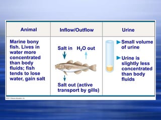 Osmoregulation | PPT