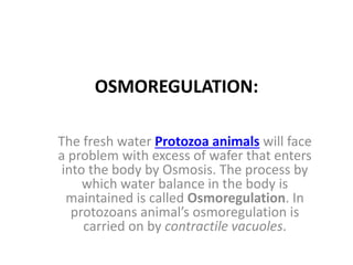 OSMOREGULATION:
The fresh water Protozoa animals will face
a problem with excess of wafer that enters
into the body by Osmosis. The process by
which water balance in the body is
maintained is called Osmoregulation. In
protozoans animal’s osmoregulation is
carried on by contractile vacuoles.
 