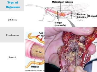 Mo lluscs Nephridia or metaphridia
Crustace ans Antennal/green gland
Inse cts
Malpighian tubules and
digestive tract
Uric acid
Type of
Organism
Structure Product of
excretion
Otherfeatures
 