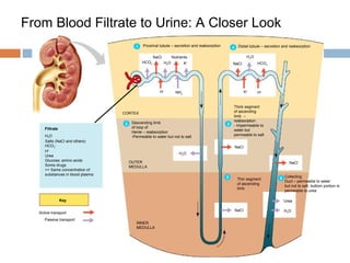 Proximal tubule – secretion and reabsorption
Filtrate
H2O
Salts (NaCl and others)
HCO3
–
H+
Urea
Glucose; amino acids
Some drugs
>> Same concentration of
substances in blood plasma
Key
Active transport
Passive transport
CORTEX
OUTER
MEDULLA
INNER
MEDULLA
Descending limb
of loop of
Henle – reabsorption
-Permeable to water but not to salt
Thick segment
of ascending
limb –
reabsorption
- Impermeable to
water but
permeable to salt
Thin segment
of ascending
limb
Collecting
Duct – permeable to water
but not to salt, bottom portion is
permeable to urea
NaCl
NaCl
NaCl
Distal tubule – secretion and reabsorption
NaCl Nutrients
Urea
H2O
NaCl
H2O
H2OHCO3

K+
H+
NH3
HCO3

K+
H+
H2O
1 4
32
3 5
From Blood Filtrate to Urine: A Closer Look
 