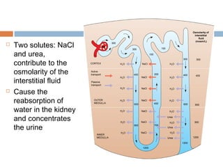  Two solutes: NaCl
and urea,
contribute to the
osmolarity of the
interstitial fluid
 Cause the
reabsorption of
water in the kidney
and concentrates
the urine
H2O
H2O
H2O
H2O
H2O
H2O
H2O
NaCl
NaCl
NaCl
NaCl
NaCl
NaCl
NaCl
300
300 100
400
600
900
1200
700
400
200
100
Active
transport
Passive
transport
OUTER
MEDULLA
INNER
MEDULLA
CORTEX
H2O
Urea
H2O
Urea
H2O
Urea
H2O
H2O
H2O
H2O
1200
1200
900
600
400
300
600
400
300
Osmolarity of
interstitial
fluid
(mosm/L)
300
 