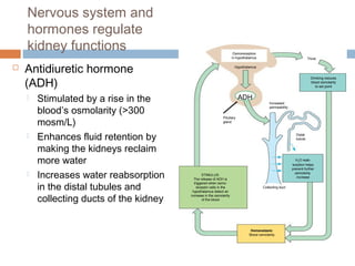 Nervous system and
hormones regulate
kidney functions
 Antidiuretic hormone
(ADH)
 Stimulated by a rise in the
blood’s osmolarity (>300
mosm/L)
 Enhances fluid retention by
making the kidneys reclaim
more water
 Increases water reabsorption
in the distal tubules and
collecting ducts of the kidney
Osmoreceptors
in hypothalamus
Drinking reduces
blood osmolarity
to set point
H2O reab-
sorption helps
prevent further
osmolarity
increase
STIMULUS:
The release of ADH is
triggered when osmo-
receptor cells in the
hypothalamus detect an
increase in the osmolarity
of the blood
Homeostasis:
Blood osmolarity
Hypothalamus
ADH
Pituitary
gland
Increased
permeability
Thirst
Collecting duct
Distal
tubule
 