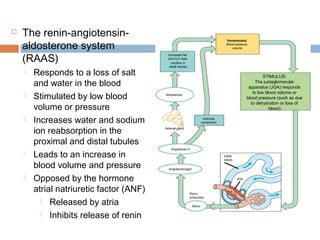 Increased Na+
and H2O reab-
sorption in
distal tubules
Homeostasis:
Blood pressure,
volume
STIMULUS:
The juxtaglomerular
apparatus (JGA) responds
to low blood volume or
blood pressure (such as due
to dehydration or loss of
blood)
Aldosterone
Adrenal gland
Angiotensin II
Angiotensinogen
Renin
production
Renin
Arteriole
constriction
Distal
tubule
JGA
 The renin-angiotensin-
aldosterone system
(RAAS)
 Responds to a loss of salt
and water in the blood
 Stimulated by low blood
volume or pressure
 Increases water and sodium
ion reabsorption in the
proximal and distal tubules
 Leads to an increase in
blood volume and pressure
 Opposed by the hormone
atrial natriuretic factor (ANF)
 Released by atria
 Inhibits release of renin
 