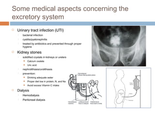 Some medical aspects concerning the
excretory system
 Urinary tract infection (UTI)
 bacterial infection
 cystitis/pyelonephritis
 treated by antibiotics and prevented through proper
hygiene
 Kidney stones
 solidified crystals in kidneys or ureters
 Calcium oxalate
 Uric acid
 nephrolithiasis/urolithiasis
 prevention:
 Drinking adequate water
 Proper diet low in protein, N, and Na
 Avoid excess Vitamin C intake
 Dialysis
 Hemodialysis
 Peritoneal dialysis
 