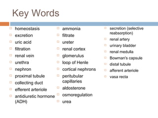 Key Words
 homeostasis
 excretion
 uric acid
 filtration
 renal vein
 urethra
 nephron
 proximal tubule
 collecting duct
 efferent arteriole
 antidiuretic hormone
(ADH)
 secretion (selective
reabsorption)
 renal artery
 urinary bladder
 renal medulla
 Bowman's capsule
 distal tubule
 afferent arteriole
 vasa recta
 ammonia
 filtrate
 ureter
 renal cortex
 glomerulus
 loop of Henle
 cortical nephrons
 peritubular
capillaries
 aldosterone
 osmoregulation
 urea
 