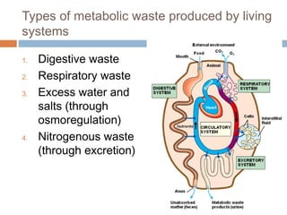Types of metabolic waste produced by living
systems
1. Digestive waste
2. Respiratory waste
3. Excess water and
salts (through
osmoregulation)
4. Nitrogenous waste
(through excretion)
 