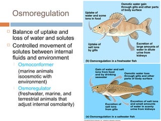 Osmoregulation
 Balance of uptake and
loss of water and solutes
 Controlled movement of
solutes between internal
fluids and environment
 Osmoconformer
(marine animals
isoosmotic with
environment)
 Osmoregulator
(freshwater, marine, and
terrestrial animals that
adjust internal osmolarity)
 