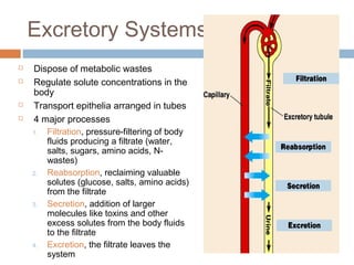 Excretory Systems
 Dispose of metabolic wastes
 Regulate solute concentrations in the
body
 Transport epithelia arranged in tubes
 4 major processes
1. Filtration, pressure-filtering of body
fluids producing a filtrate (water,
salts, sugars, amino acids, N-
wastes)
2. Reabsorption, reclaiming valuable
solutes (glucose, salts, amino acids)
from the filtrate
3. Secretion, addition of larger
molecules like toxins and other
excess solutes from the body fluids
to the filtrate
4. Excretion, the filtrate leaves the
system
 