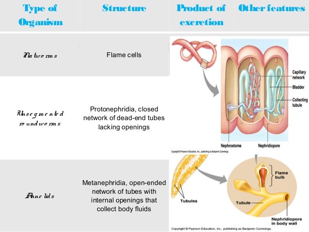 Osmoregulation and-excretion