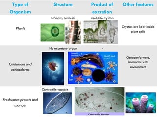 Comprehensive Overview of Osmoregulation and Excretion in Animals | PPT