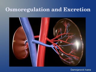 Osmoregulation and Excretion
Damnjanović Ivana
 