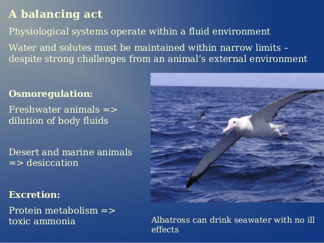 Osmoregulation And Excretion