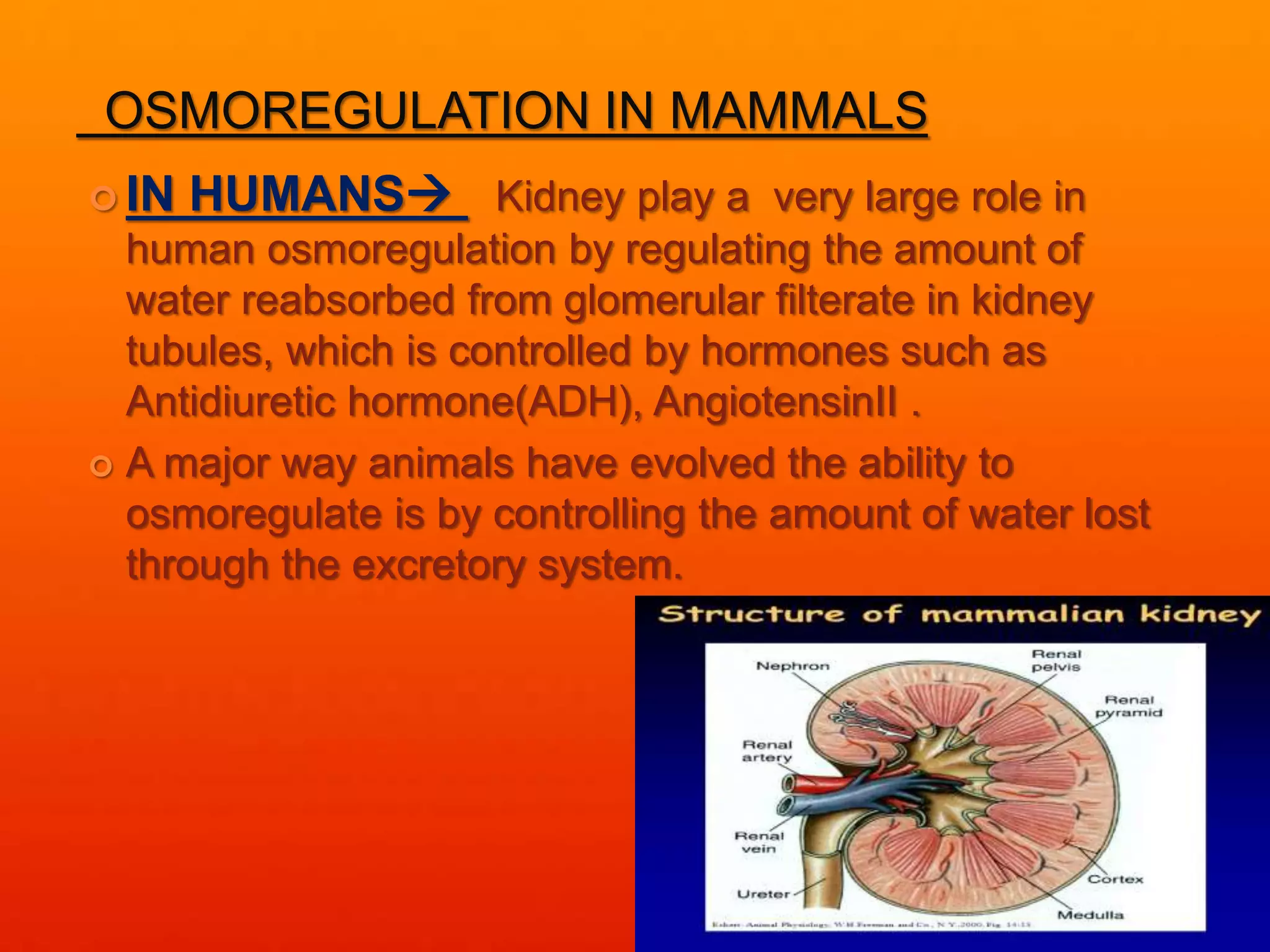OSMOREGULATION IN MAMMALS
 IN HUMANS Kidney play a very large role in
human osmoregulation by regulating the amount of
water reabsorbed from glomerular filterate in kidney
tubules, which is controlled by hormones such as
Antidiuretic hormone(ADH), AngiotensinII .
 A major way animals have evolved the ability to
osmoregulate is by controlling the amount of water lost
through the excretory system.
 