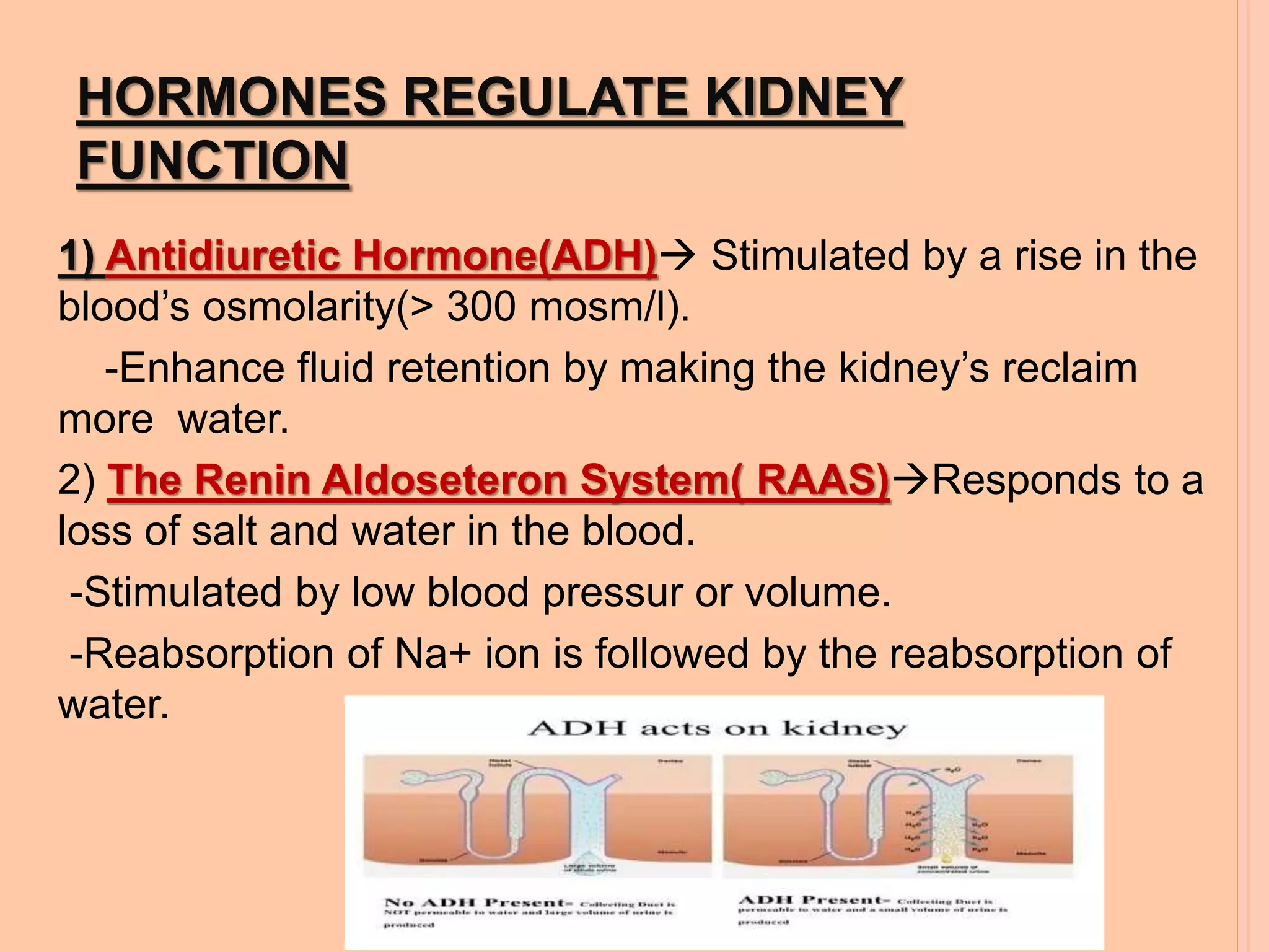 HORMONES REGULATE KIDNEY
FUNCTION
1) Antidiuretic Hormone(ADH) Stimulated by a rise in the
blood’s osmolarity(> 300 mosm/l).
-Enhance fluid retention by making the kidney’s reclaim
more water.
2) The Renin Aldoseteron System( RAAS)Responds to a
loss of salt and water in the blood.
-Stimulated by low blood pressur or volume.
-Reabsorption of Na+ ion is followed by the reabsorption of
water.
 