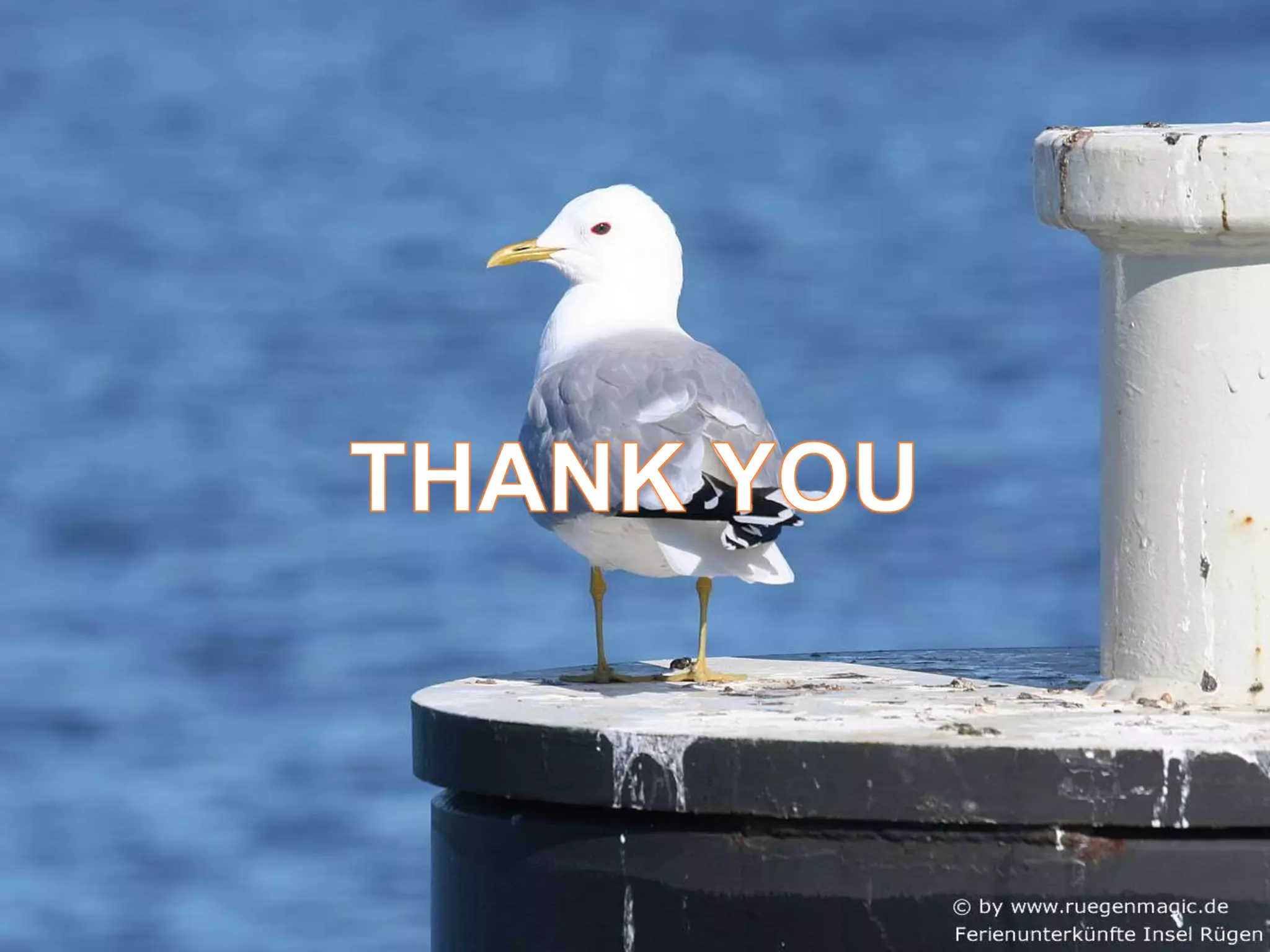 Osmoregulation in birds and mammals