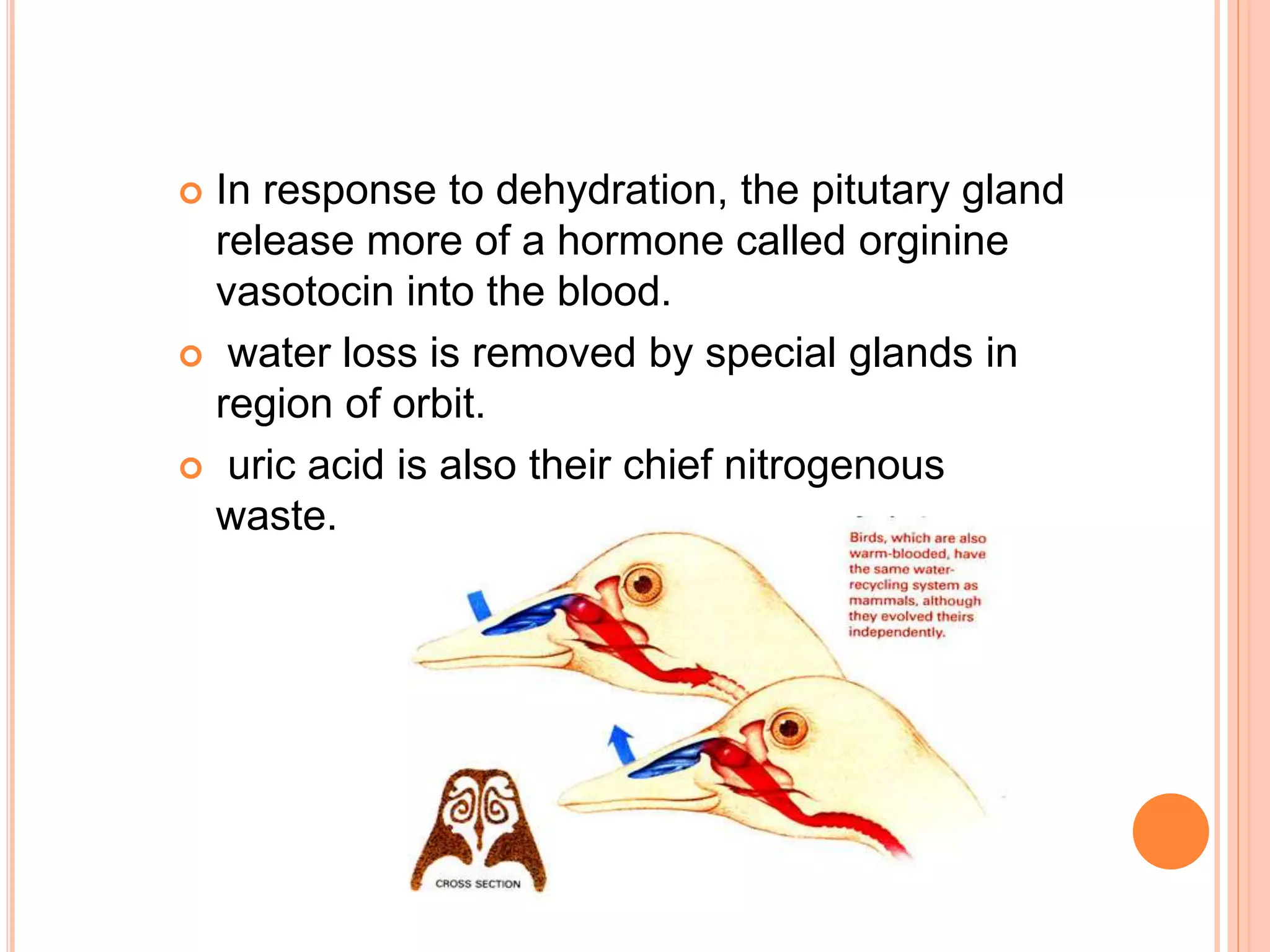  In response to dehydration, the pitutary gland
release more of a hormone called orginine
vasotocin into the blood.
 water loss is removed by special glands in
region of orbit.
 uric acid is also their chief nitrogenous
waste.
 