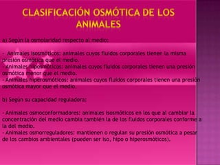 a) Según la osmolaridad respecto al medio:

- Animales isosmóticos: animales cuyos fluidos corporales tienen la misma
presión osmótica que el medio.
- Animales hiposmóticos: animales cuyos fluidos corporales tienen una presión
osmótica menor que el medio.
- Animales hiperosmóticos: animales cuyos fluidos corporales tienen una presión
osmótica mayor que el medio.

b) Según su capacidad reguladora:

- Animales osmoconformadores: animales isosmóticos en los que al cambiar la
concentración del medio cambia también la de los fluidos corporales conforme a
la del medio.
- Animales osmorreguladores: mantienen o regulan su presión osmótica a pesar
de los cambios ambientales (pueden ser iso, hipo o hiperosmóticos).
 
