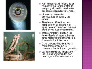    Mantienen las diferencias de
    composición iónica entre la
    sangre y el medio mediante
    procesos reguladores iónicos.
    Son relativamente
    permeables al agua y los
    iones.
   Tienden a difundirse con
    facilidad en la sangre y el
    agua de mar de acuerdo a sus
    gradientes electroquímicos.
   Estos animales, captan los
    iones desde el agua a través
    de la superficie corporal, o a
    través de los intestinos.
   Otro proceso habitual es la
    regulación renal de la
    composición iónica sanguínea.
   Las lampreas glutinosas son
    los únicos vertebrados con
    una regulación isoosmotica.
 