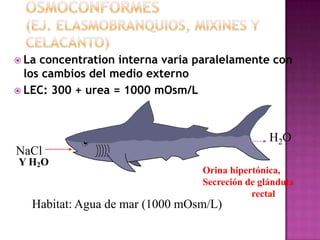  La concentration interna varia paralelamente con
  los cambios del medio externo
 LEC: 300 + urea = 1000 mOsm/L




                                                H2O
NaCl
Y H2O
                                 Orina hipertónica,
                                 Secreción de glándula
                                            rectal
   Habitat: Agua de mar (1000 mOsm/L)
 