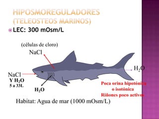  LEC:    300 mOsm/L

       (células de cloro)
          NaCl

                                                H2O
NaCl
Y H2O
5 a 33L
                                 Poca orina hipotónica
             H2O                      o isotónica
                                 Riñones poco activos
   Habitat: Agua de mar (1000 mOsm/L)
 
